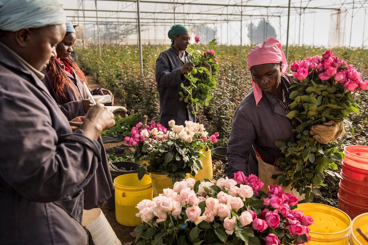 Crest Flora greenhouse team at work